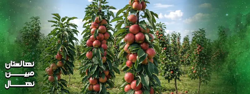 خرید نهال سیب