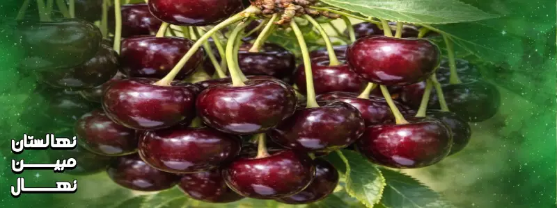 آلبالو مجاری