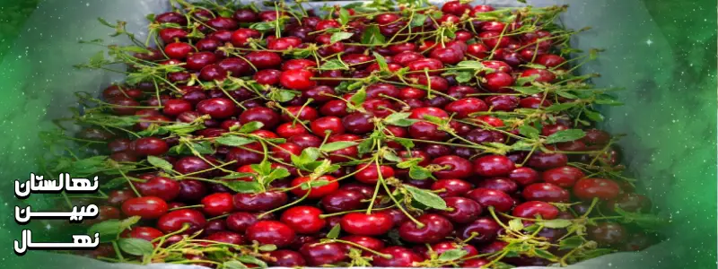 کاشت نهال آلبالو مجاری