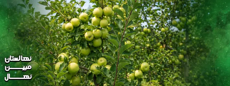 کاشت نهال سیب