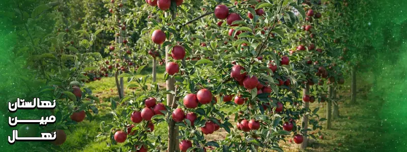 قیمت نهال سیب
