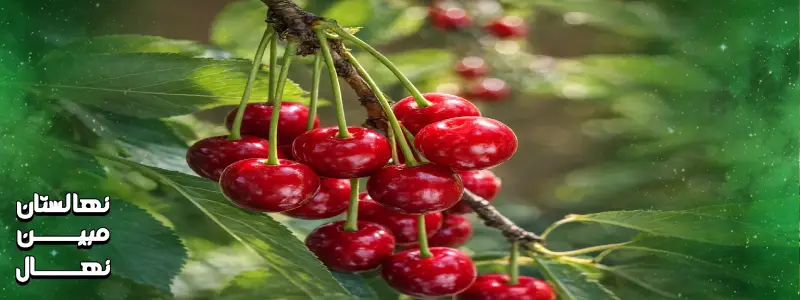 آبیاری نهال آلبالو مجاری