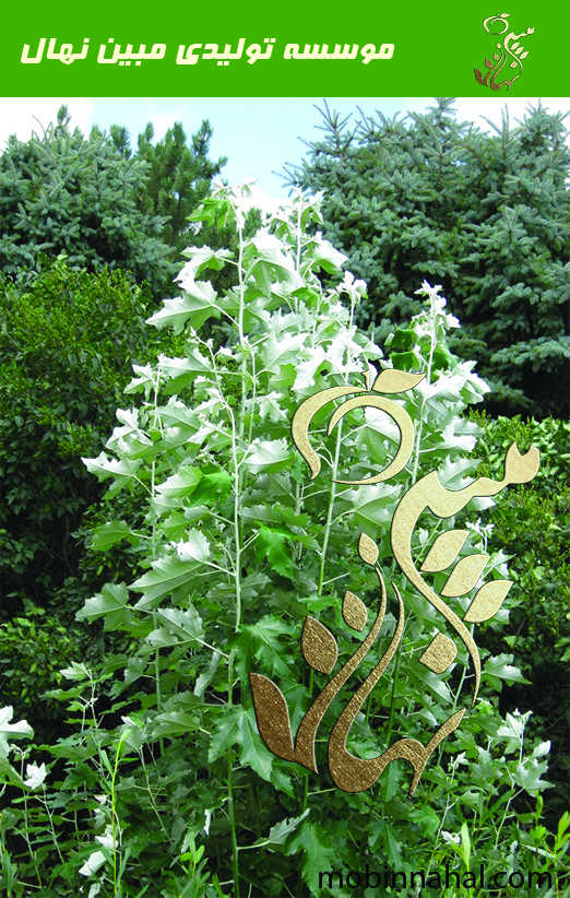 نهال سپیدار