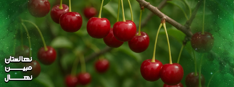 درخت آلبالوی 5 ساله