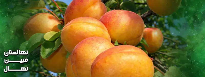 قیمت نهال زرد آلو