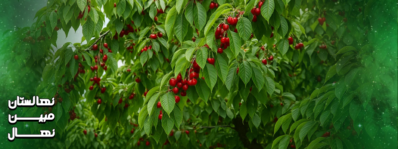 خرید درخت آلبالو 5 ساله