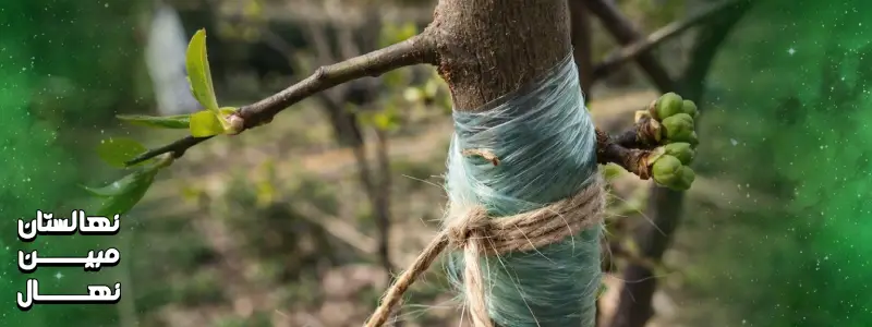 خرید نهال زرد آلو