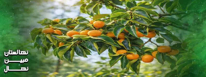 خرید نهال خرمالو