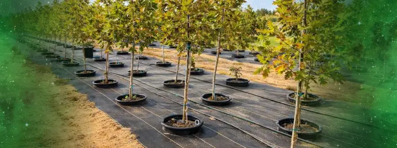 خرید نهال چنار در تهران