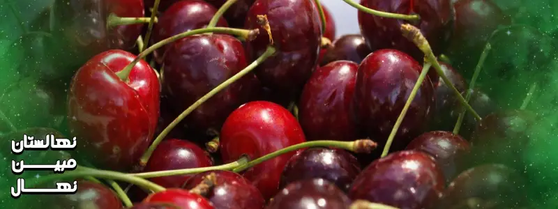 خرید گیلاس تک دانه سیاه