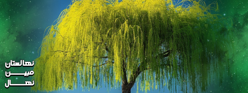 انواع درخت بید مجنون چند ساله