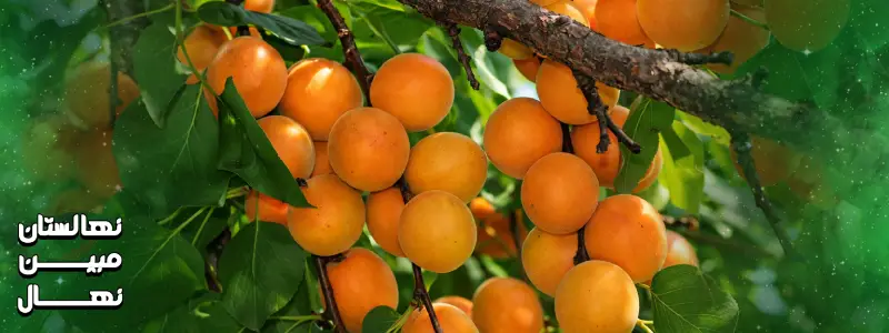 کوددهی نهال زردآلو 