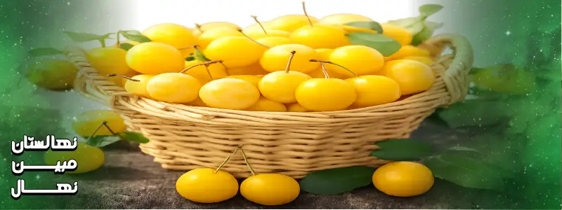 قیمت نهال قطره طلا