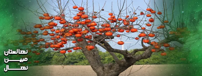 قیمت نهال خرمالو