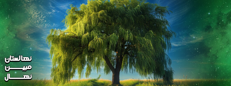 محل کاشت درخت بید مجنون