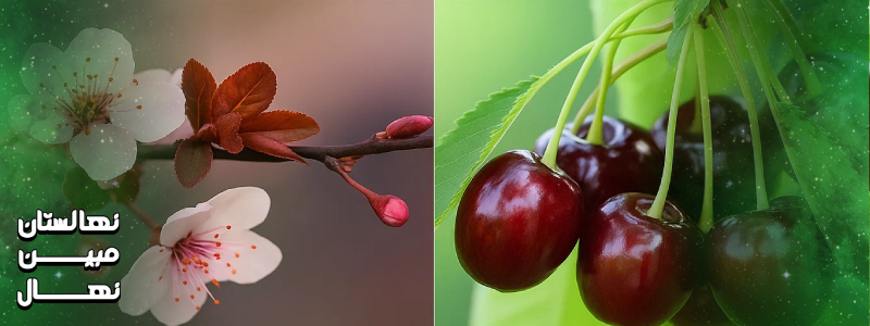 کاشت و مراقبت از درخت آلبالو