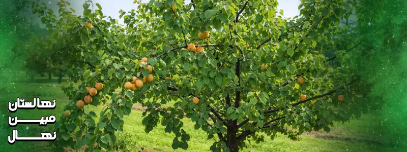 کاشت نهال زرد آلو