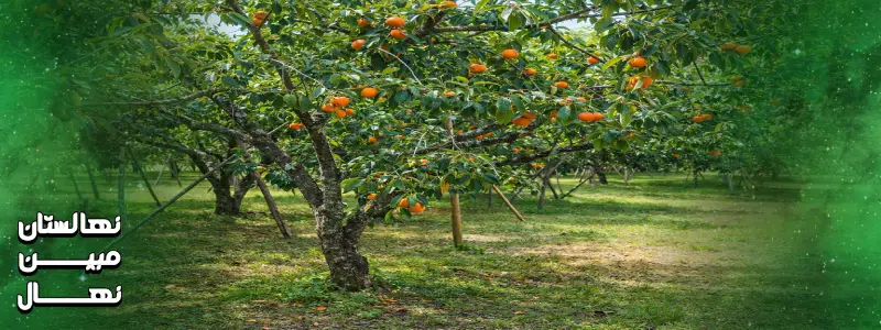 کاشت نهال خرمالو