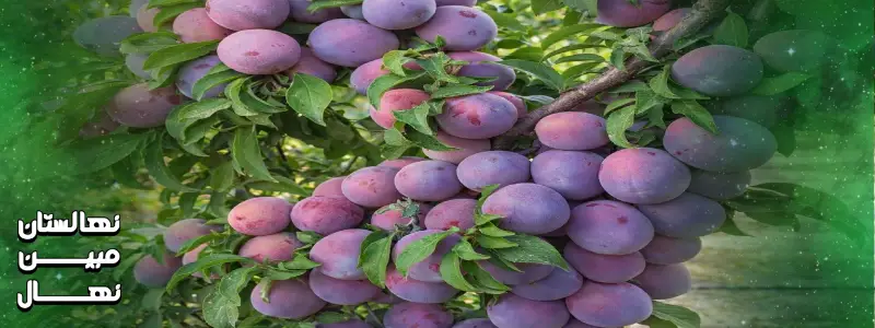 کاشت نهال آلو