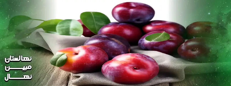 قیمت نهال آلو شابلون