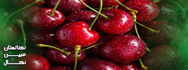 قیمت گیلاس تک دانه سیاه