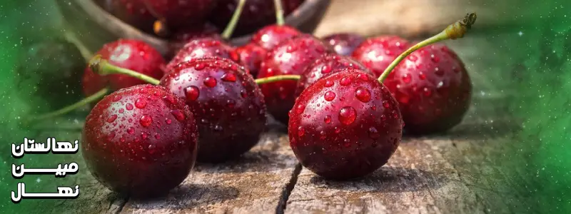 گیلاس تک دانه سیاه