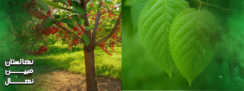 مهم ترین نکات کاشت درخت آلبالو 5 ساله