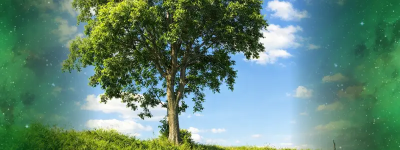 قیمت نهال چنار