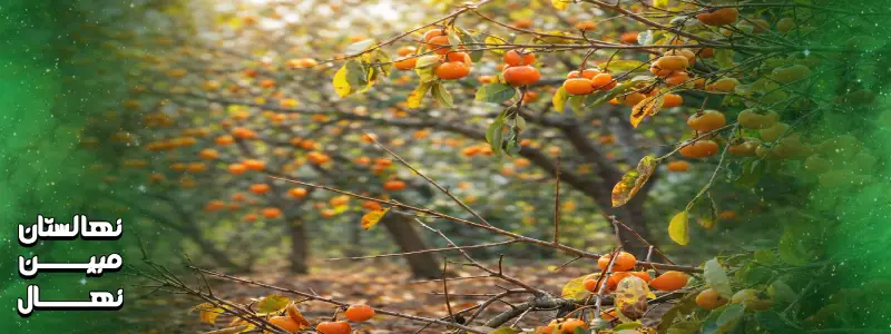 پیوند نهال خرمالو