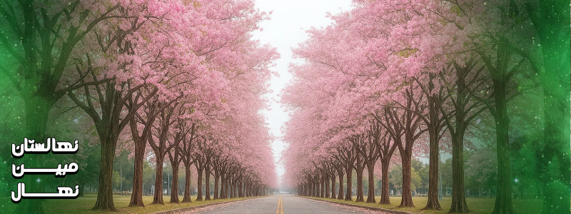 انواع درخت آلبالو 5 ساله