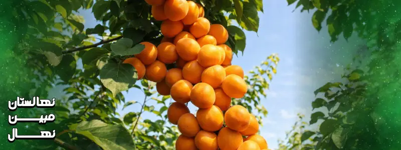 آبیاری نهال زرد آلو