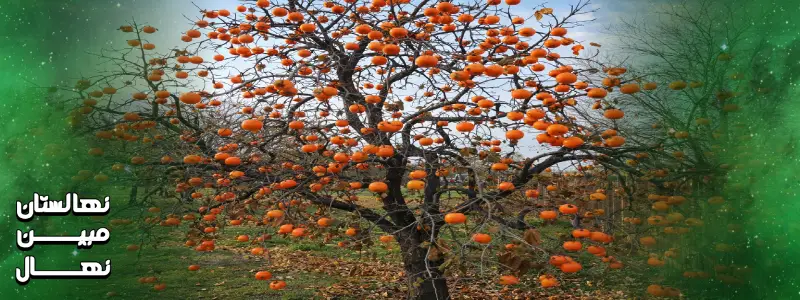 آبیاری نهال خرمالو