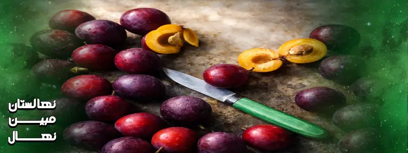 آبیاری نهال آلو خاکی