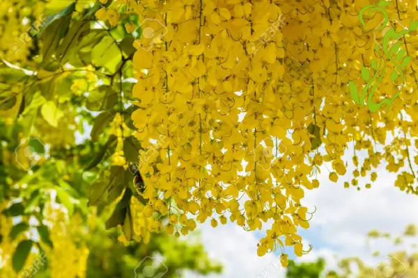 آبیاری درخت باران طلایی