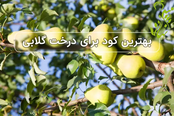 بهترین کود برای درخت گلابی