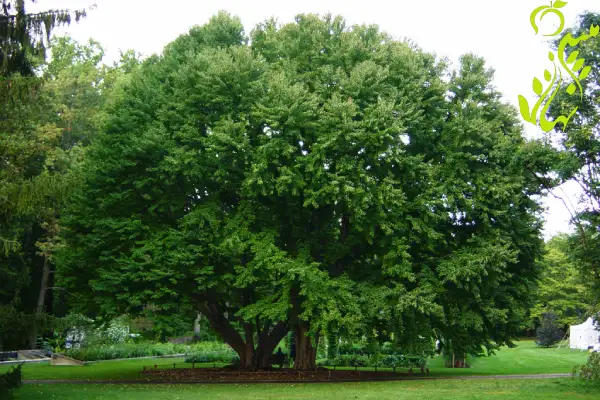 خرید نهال افرا سبز