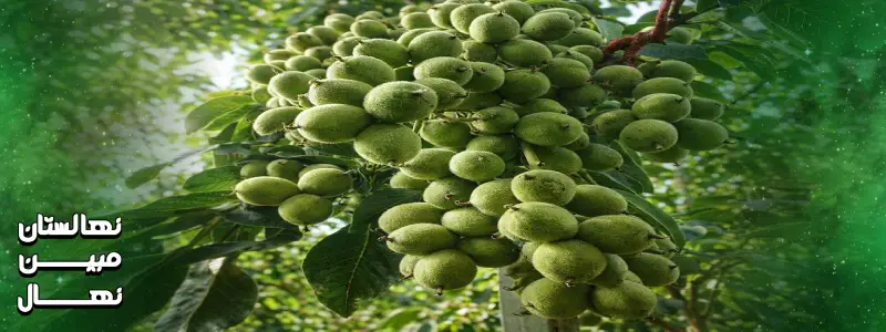 خرید نهال گردو چندلر