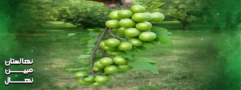 خرید نهال گوجه سبز