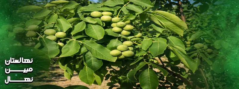 نهال گردو چندلر