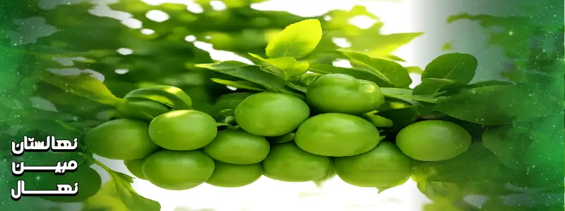 قیمت نهال گوجه سبز