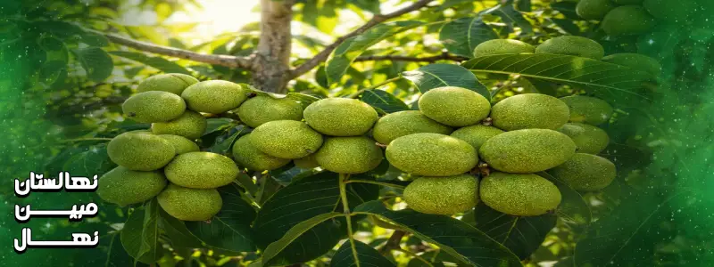 کاشت نهال گردو چندلر