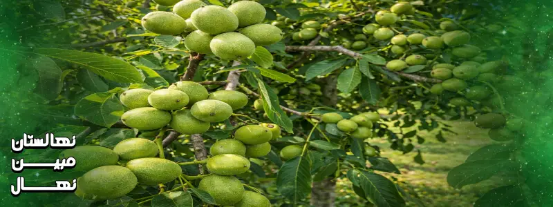 آبیاری نهال گردو چندلر