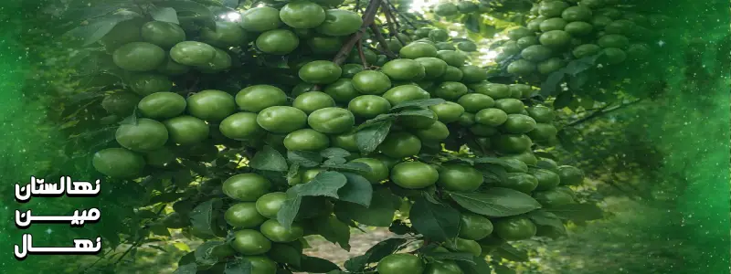 آبیاری نهال گوجه سبز