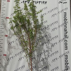 نهال گوجه سبز