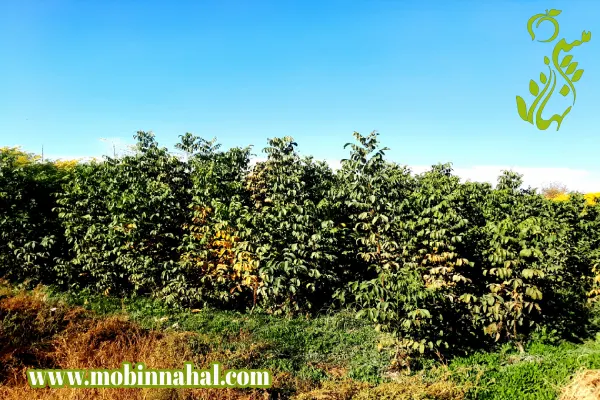 https://mobinnahal.ir/wp-content/uploads/2023/12/%DA%AF%D8%B1%D8%AF%D9%88-%D9%BE%D9%88%D8%B3%D8%AA-%DA%A9%D8%A7%D8%BA%D8%B0%DB%8C-%DA%86%D9%86%D8%AF-%D8%B3%D8%A7%D9%84%D9%87.webp
