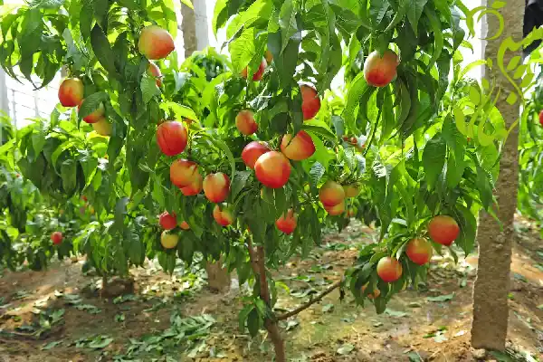 نوع نهال میوه در تهران