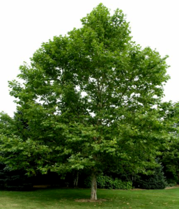  مشخصات درخت چنار 