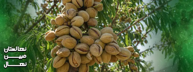 خرید نهال بادام شاهرود