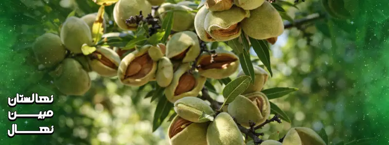 ویژگی های نهال بادام شاهرود