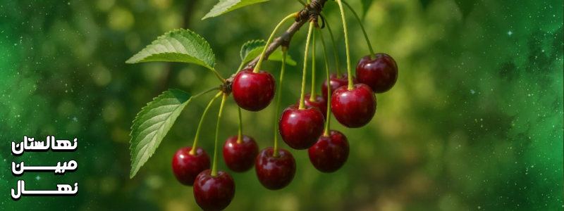 ویژگی‌های نهال گیلاس